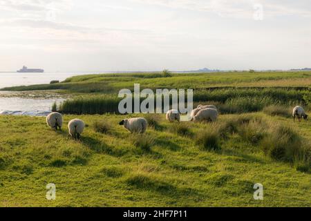 Evening light on the Elbe with sheep on the dike near the Glückstadt-Wischhafen ferry,   Germany. Stock Photo