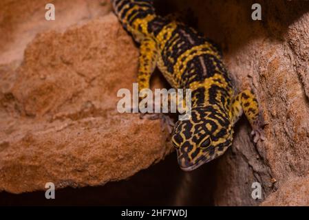 Leopard gecko, Pakistani fat-tailed gecko, Eublepharis macularius Stock Photo