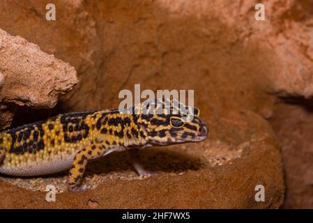 Leopard gecko, Pakistani fat-tailed gecko, Eublepharis macularius Stock Photo