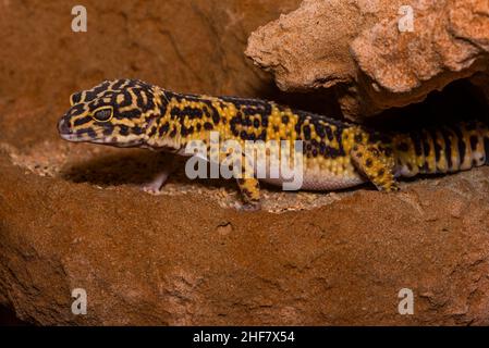 Leopard gecko, Pakistani fat-tailed gecko, Eublepharis macularius Stock Photo