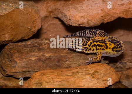 Leopard gecko, Pakistani fat-tailed gecko, Eublepharis macularius Stock Photo