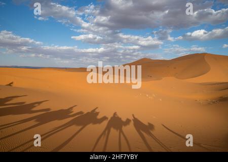 Shadows of tourist in a caravan riding dromedaries in the Sahara desert sand dunes near Merzouga Stock Photo