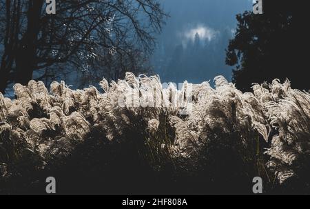 Golden dried meadow grass. The natural background, selective focus Abstract natural background Stock Photo