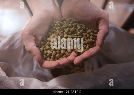 Top view close up of beer hop pellet granules in the hands of a professional brewer Stock Photo
