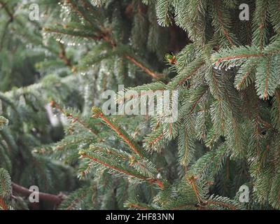 morning dew droplets on pine tree leaves Stock Photo
