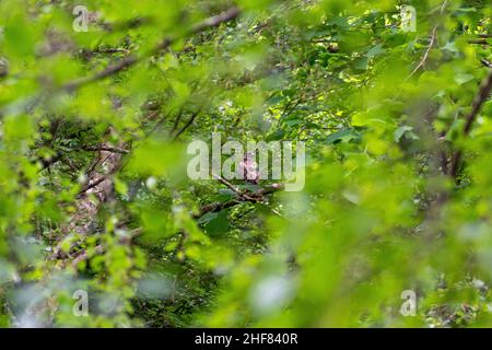 Common buzzard (Buteo buteo) perched in a tree seen through the green leaves Stock Photo