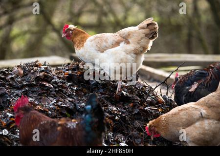 happy chickens,  organic farm,  free range Stock Photo