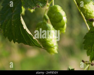 Hops,  hop umbels,  climbing plants,  Hallertau Stock Photo