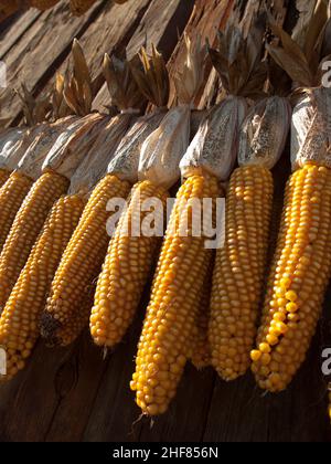 Corn,  drying,  harvest,  wooden wall,  corn on the cob Stock Photo
