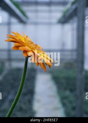 Flower,  nursery,  gerbera,  growth Stock Photo