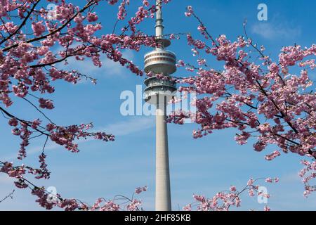 Munich,  Olympic Tower,  cherry blossoms,  spring Stock Photo
