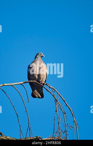 Feral pigeon or city pigeon (Columba livia domestica) sitting on a birch branch (Betula),  Bavaria,  Germany Stock Photo
