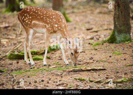 Fallow deer (Dama dama),  forest floor,  foraging,  sideways,  standing Stock Photo