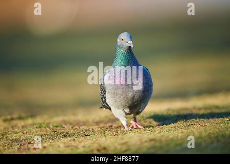 Feral pigeons or city pigeons (Columba livia domestica),  Bavaria,  Germany Stock Photo