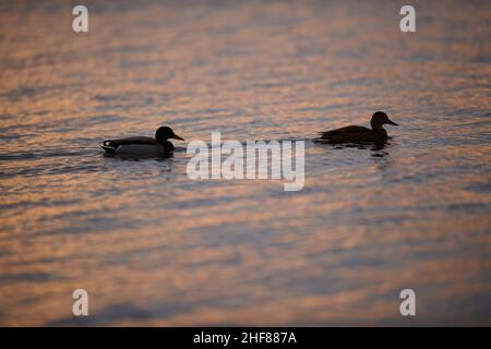 Mallard (Anas platyrhynchos),  pair,  drake and female,  swimming on a lake Bavaria,  Germany Stock Photo