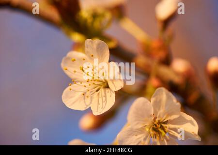 Sour cherry (Prunus cerasus),  blooming,  Bavaria,  Germany Stock Photo