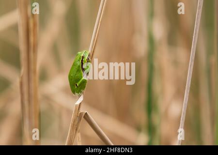 Tree frog - Hyla arborea - green frog sitting huddled on a blade of dry grass. Photo has nice bokeh.