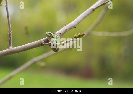 The green tree frog - Hyla arborea - sits on a tree branch by a pond in its natural habitat. Photo of wild nature.
