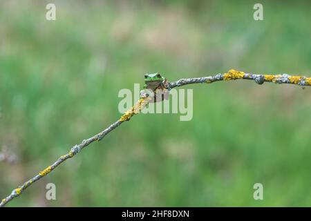 The green tree frog - Hyla arborea - sits on a tree branch by a pond in its natural habitat. Photo of wild nature.