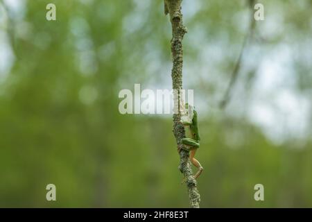 The green tree frog - Hyla arborea - sits on a tree branch by a pond in its natural habitat. Photo of wild nature. The green tree frog - Hyla arborea - sits on a tree branch by a pond in its natural habitat. Photo of wild nature.