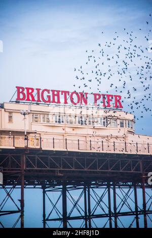 The Starling murmuration over Brighton Pier in early 2021 taken on an overcast day. Stock Photo