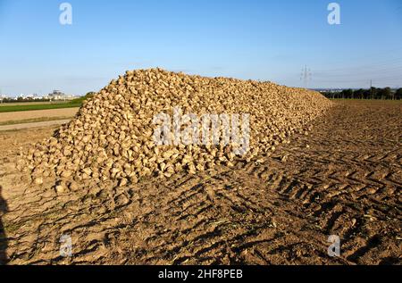 acres with sugar beets after harvest in golden light and beautiful landscapeats Stock Photo