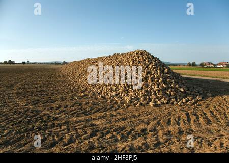 acres with sugar beets after harvest in golden light and beautiful landscapeats Stock Photo