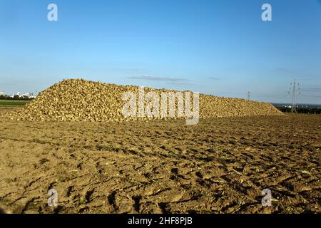 acres with sugar beets after harvest in golden light and beautiful landscapeats Stock Photo