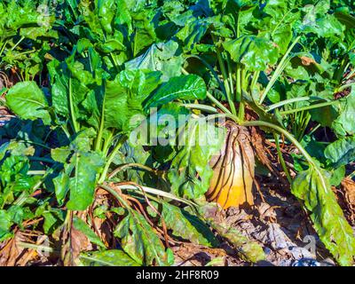 acres with sugar beets after harvest in golden light and beautiful landscapeats, sugar beets in detail Stock Photo