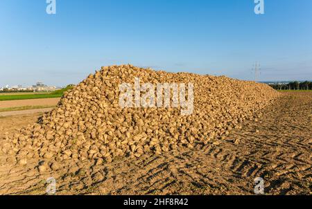 acres with sugar beets after harvest in golden light and beautiful landscapeats Stock Photo