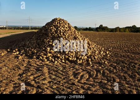 acres with sugar beets after harvest in golden light and beautiful landscapeats Stock Photo