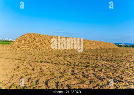 acres with sugar beets after harvest in golden light and beautiful landscapeats Stock Photo