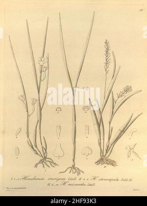 Scaphyglottis crurigera (as Hexadesmia crurigera)-Scaphyglottis behrii (as Hexadesmia stenopetala)-Scaphyglottis micrantha (as Hexadesmia micrantha)-Xenia 1-59 (1858). Stock Photo