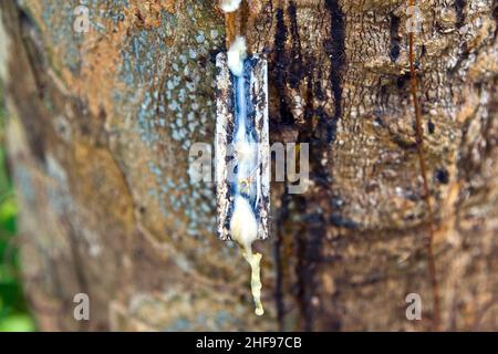 rubber tree plantation in Thailand Stock Photo