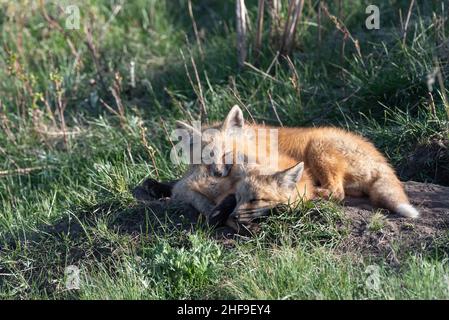 Fox kits, Iwetemlaykin State Heritage Site, Wallowa Valley, Oregon. Stock Photo