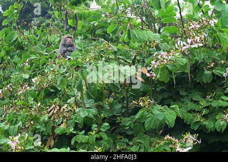 Formosan rock macaque on the tree. Stock Photo