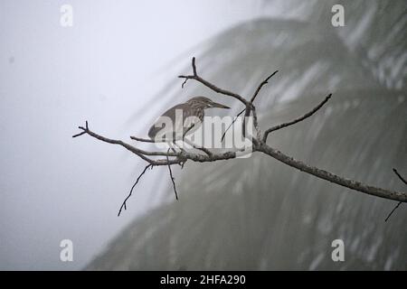 Chinese Pond Heron - Ardeola bacchus Stock Photo