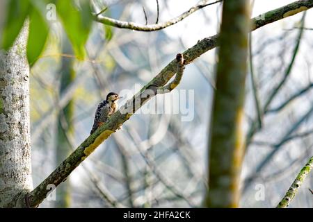 The white-backed woodpecker - Dendrocopos leucotos Stock Photo