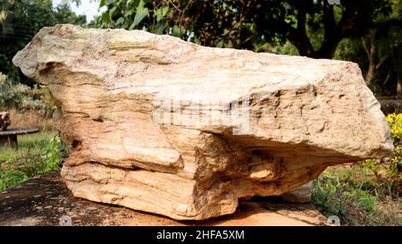 Fossil wood,Petrified wood are fossils of wood that have turned to stone through the process of permineralization. Stock Photo