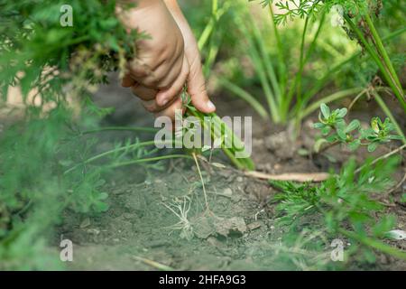 Close up of hands effortfully pulling out weeds preventing land from destruction in garden. Process of working in country garden, farming, agriculture Stock Photo