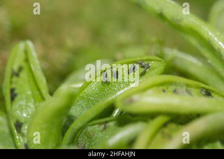 Primrose butterwort (Pinguicula primuliflora) Stock Photo