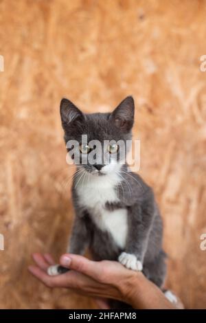 Kitten without breed in female hands. Cute fluffy cat. Stock Photo