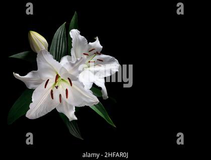 pair of beautiful elegant lily  Lilium candidum with greenery isolated on a black background  , ideal for graphic resources or cards Stock Photo
