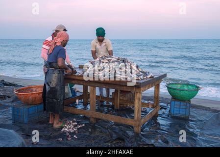 NEGOMBO, SRI LANKA - FEBRUARY 03, 2020: Cutting caught fish on the shores of the Indian Ocean on the early morning. Fish market in Negombo Stock Photo