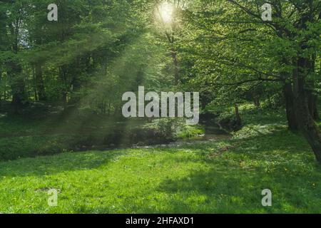 sun rays in spring forest with small stream and grass lawn Stock Photo