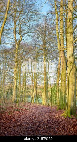 A tree lined, leaf strewn, path through the public country park at East Carlton, Corby, England, on a sunny winter day. Stock Photo
