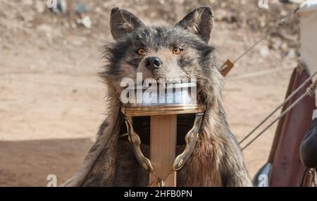 Signifer equipment or standard bearer of the Roman legions. These roman officers covered their helmets with wolf furs Stock Photo