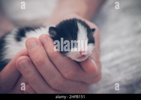 Hands safely holding a cute tiny sleeping fluffy kitten. Man's hands holding a small kitten that is sleeping Stock Photo