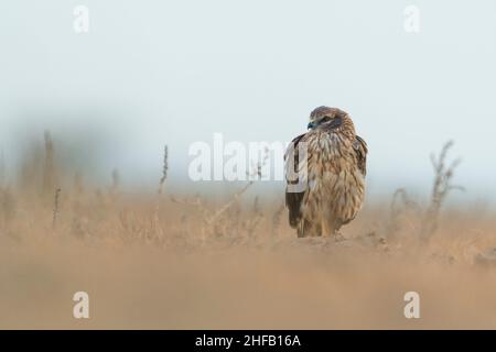 Ground level portrait of a Montagu's harrier at Little Rann of Kutch, Gujarat, India Stock Photo