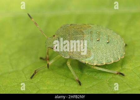 Close up on a nymph of the green shield bug, Palomena prasina sitting on a green leaf in the garden Stock Photo